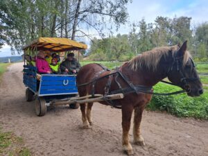 Zbieranie ziemniaków