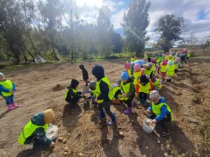 dzieci zbierają ziemniaki